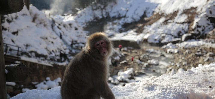 Japanese Alps: Snow Monkeys And Skiing In Nagano, Japan