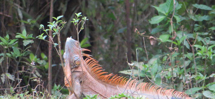 Explore Caño Negro Wildlife Refuge, CR, On A Guided River Cruise