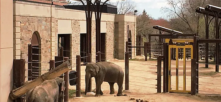 Smithsonian National Zoo: Visit This Top Attraction In Washington DC 