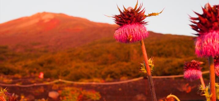 Add Cultural Flavor to Your Mt. Fuji Climb