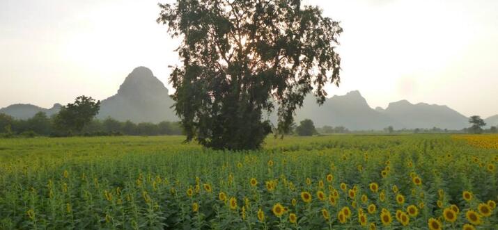 5 Top Things To Enjoy In Lopburi, Thailand