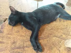 Al