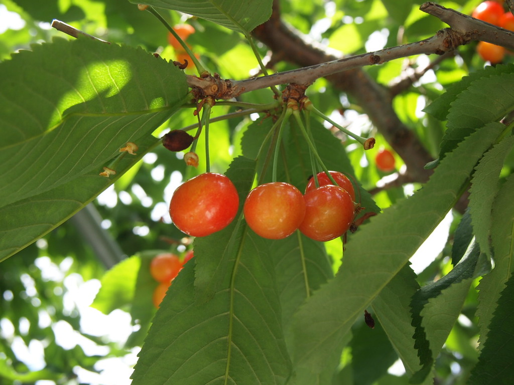 things to do in katsunuma | preparation for enjoying fruits picking!