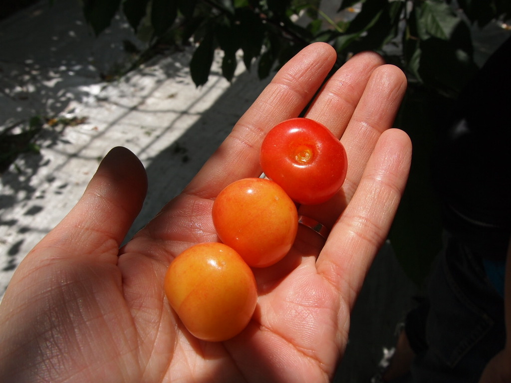 things to do in katsunuma | the attraction of cherry picking can be enjoyed until july!