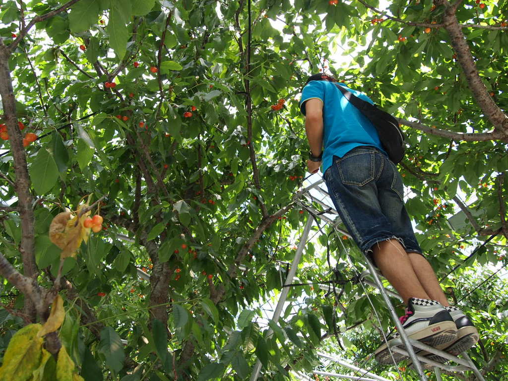 things to do in katsunuma | look up and find the cherries!