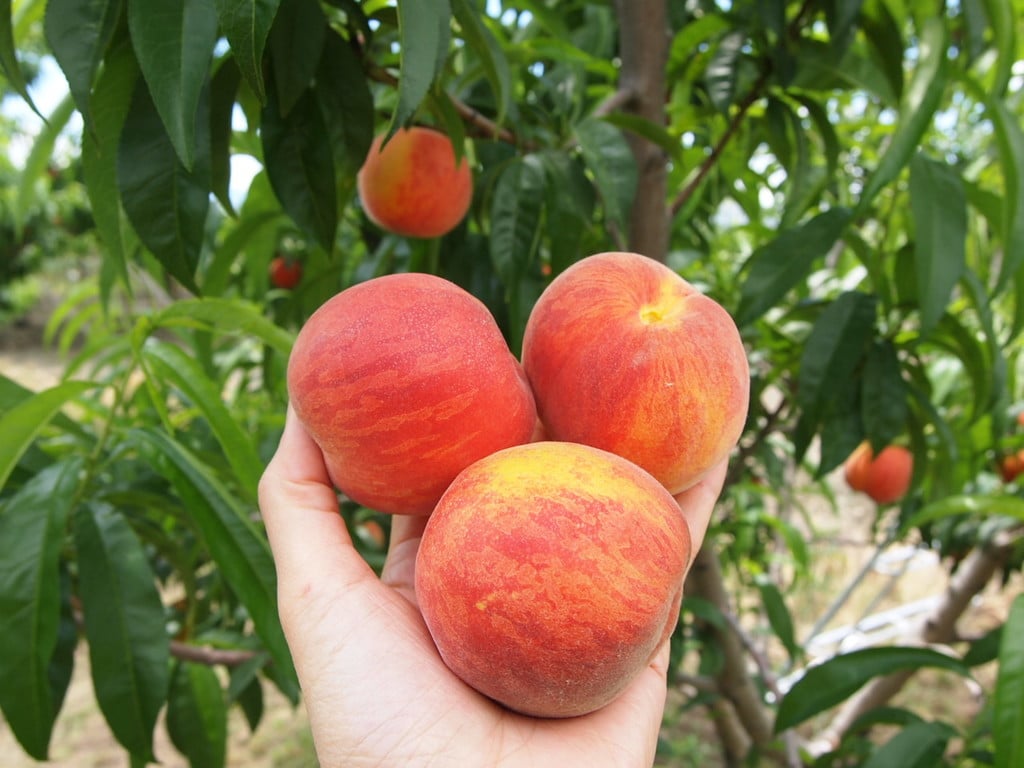 things to do in katsunuma | different sorts of peaches depending on the season! go many times and compare!