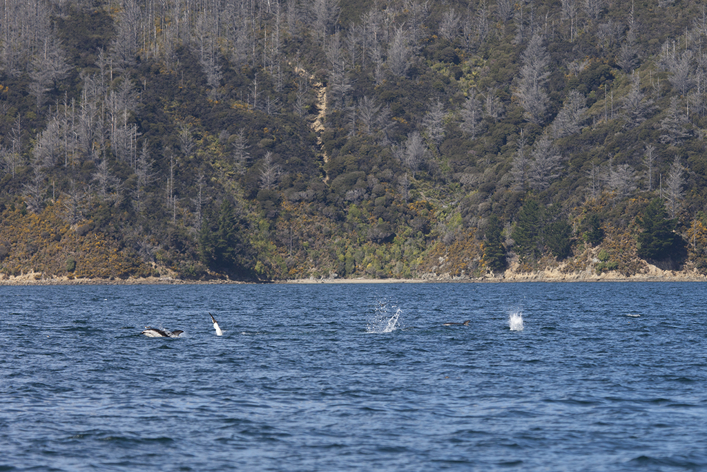 Dusky dolphins and gannets during a feeding frenzy.
