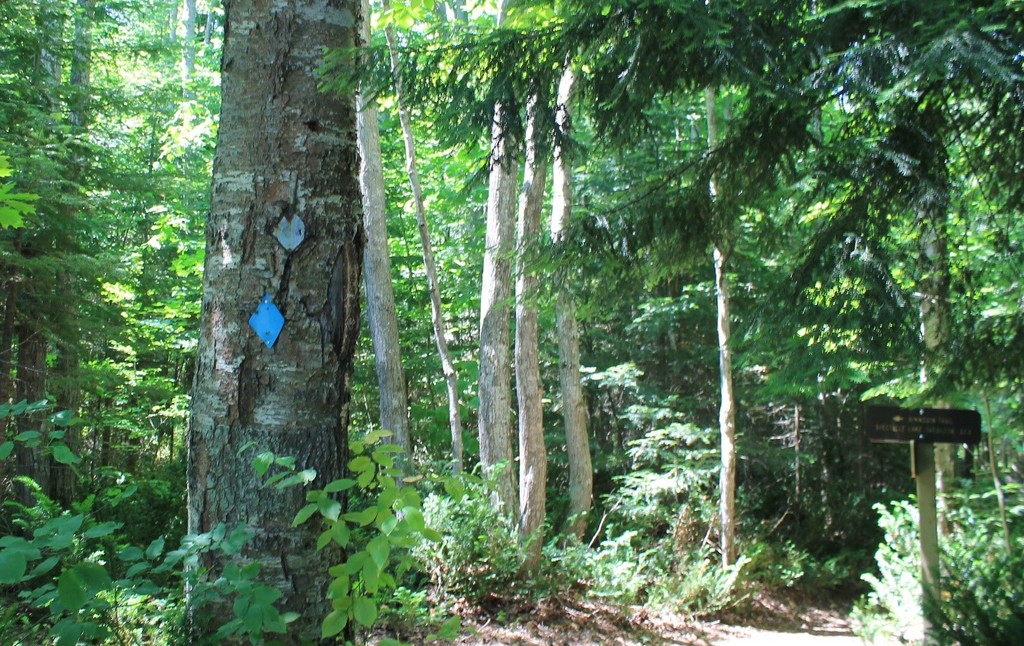 Blue trail markers and directional signs (in the background) guide hikers through varied forests.
