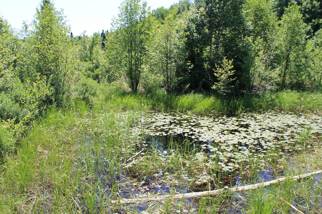 This edenic, lily-covered pool is just one of many habitats within the park. 