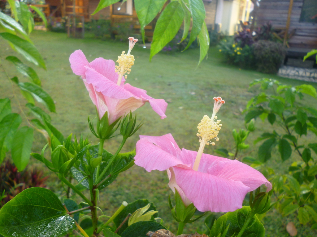 resorts in loei | other resort facilities for a pleasant visit in gorgeous surroundings