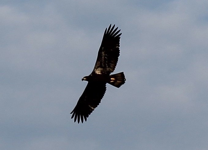 An immature bald eagle, fishing over the lake.