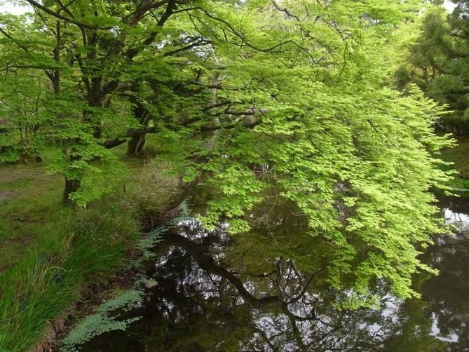 resorts in yufuin | blanketed by negative ions of kinrinko lake