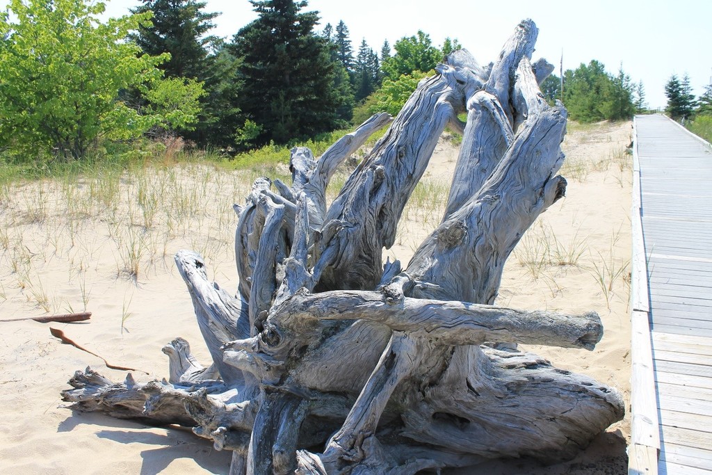 One of the more stately and sizeable hunks of driftwood that dot the dunes.