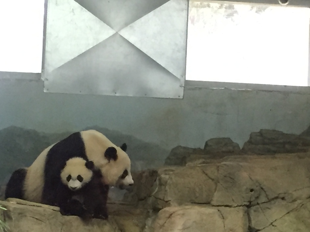 zoo in downtown washington d.c. | make sure you stop by to see bei bei, the baby panda