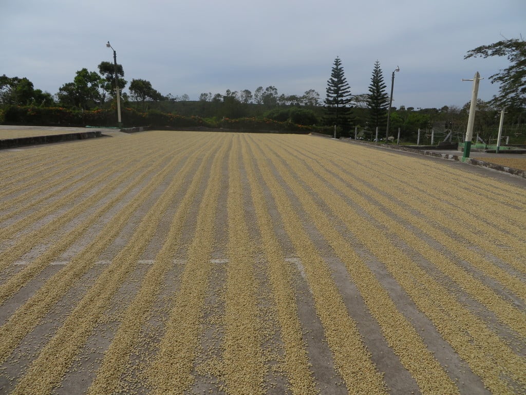 Coffee beans drying in the warm sun