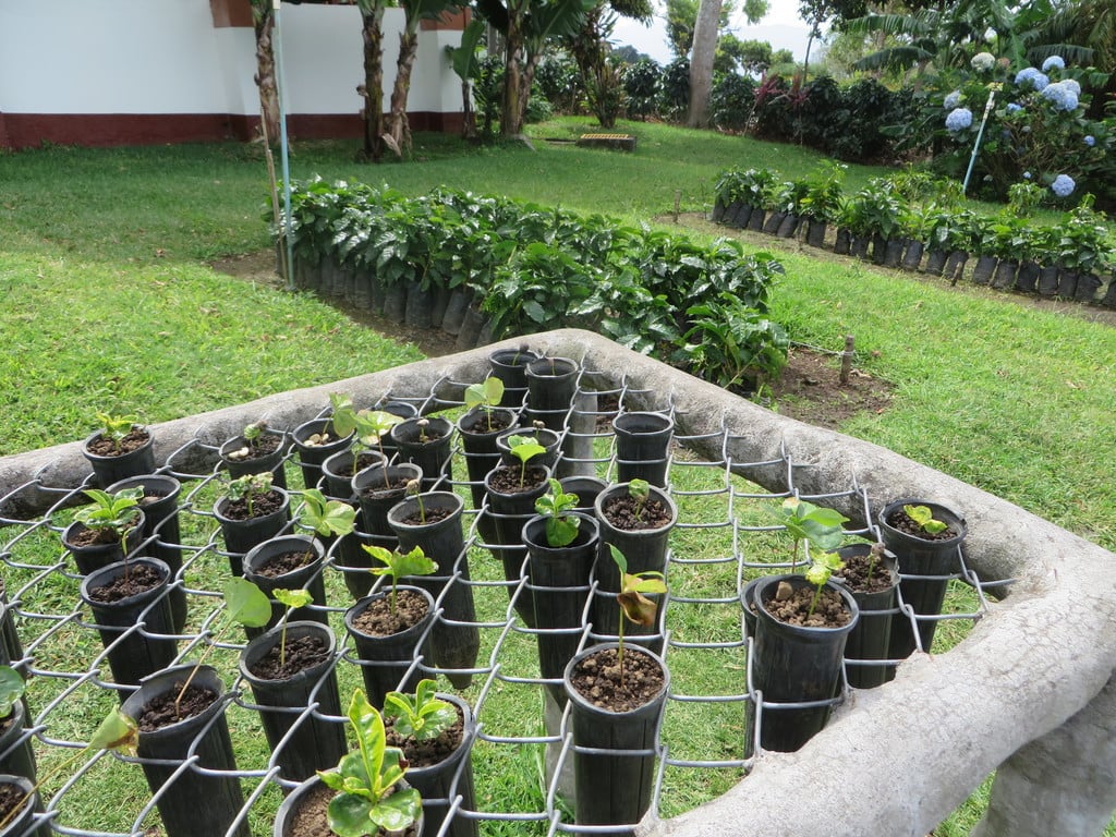 Coffee seedlings - step one of the tour