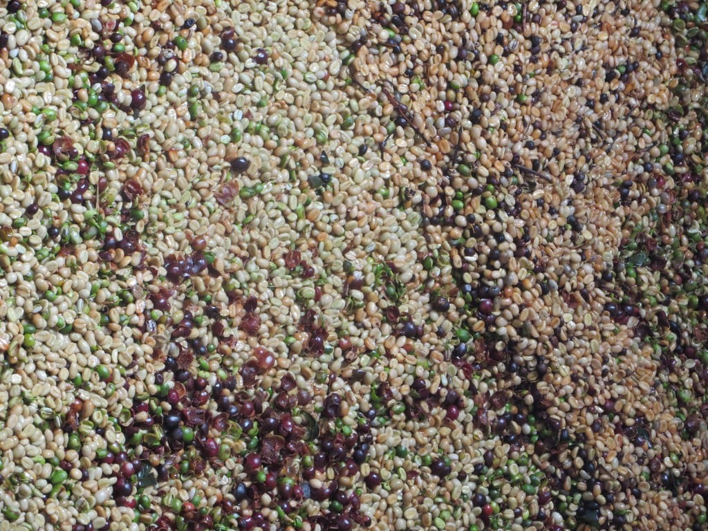 Beans in processing