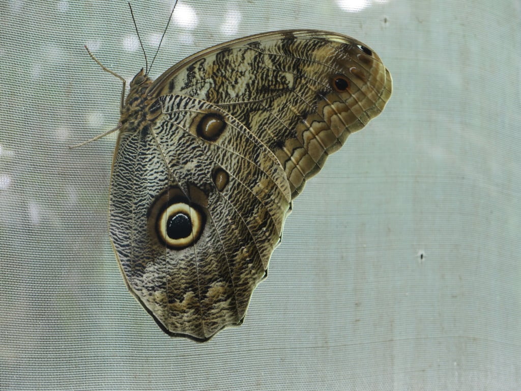 Lion Eye Butterfly