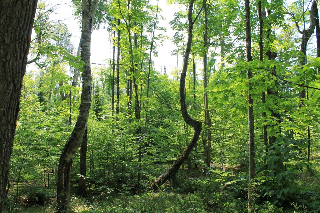 Some of the bent trees visible along the path.