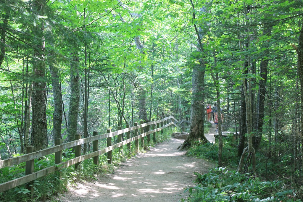 A shaded forest pathway.