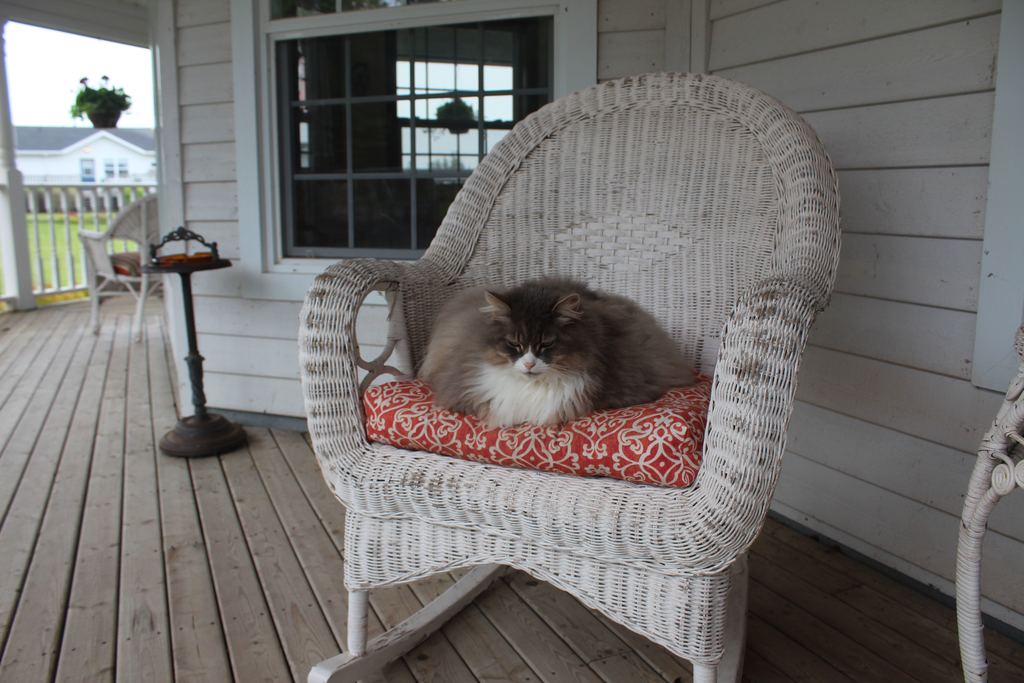 cat lounging