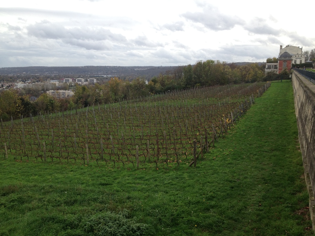 Grapes in the garden and a view of Paris 