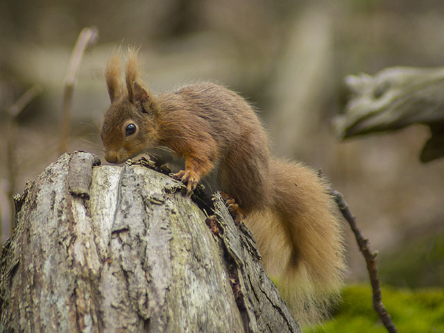 Red Squirrel foraging