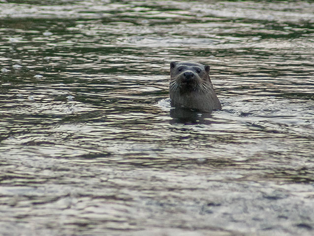 Otter in the River Stour