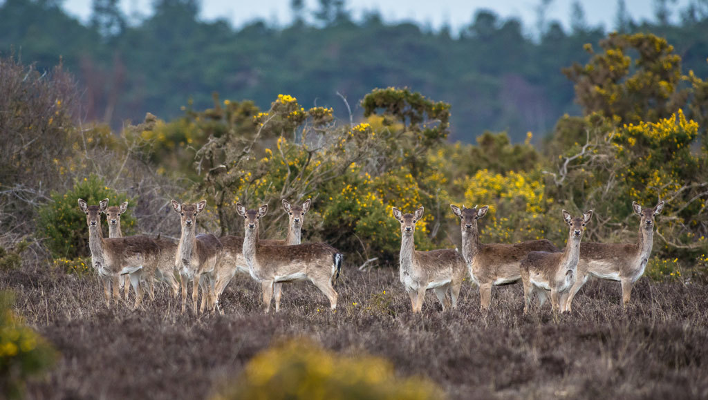 Deers in Bushy Park 