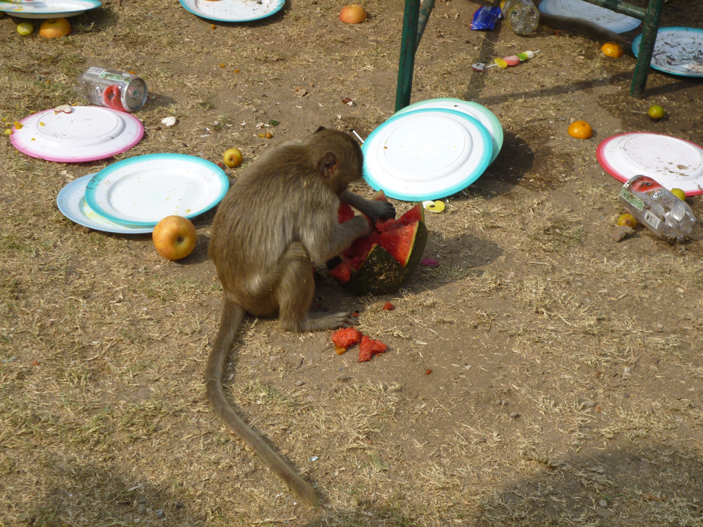 festivals in lop buri | a little bit of history
