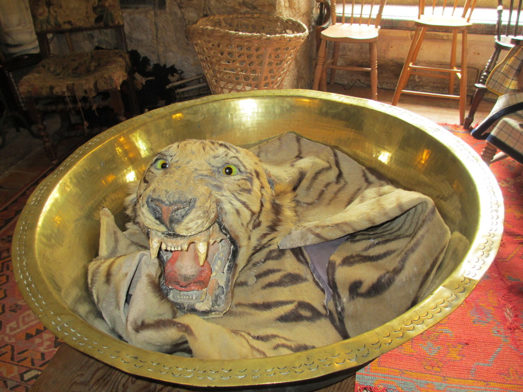Tiger's Head at Chillingham