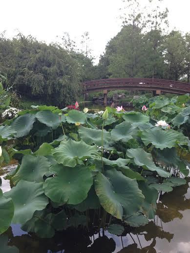 attractions in kusatsu | mizunomori water botanical garden: an elevated perfection of nature
