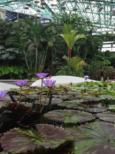 attractions in kusatsu | the greenhouse: ripe with yearlong blooms