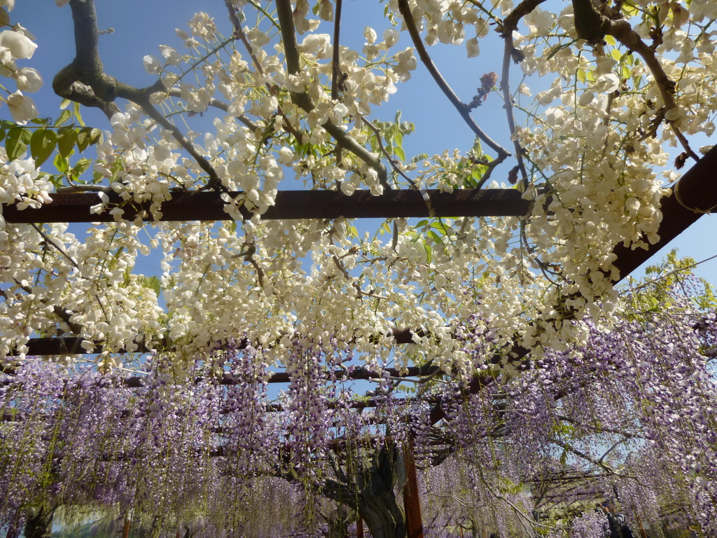 festivals in wake japan | over 100 wisteria sorts blossom in the park