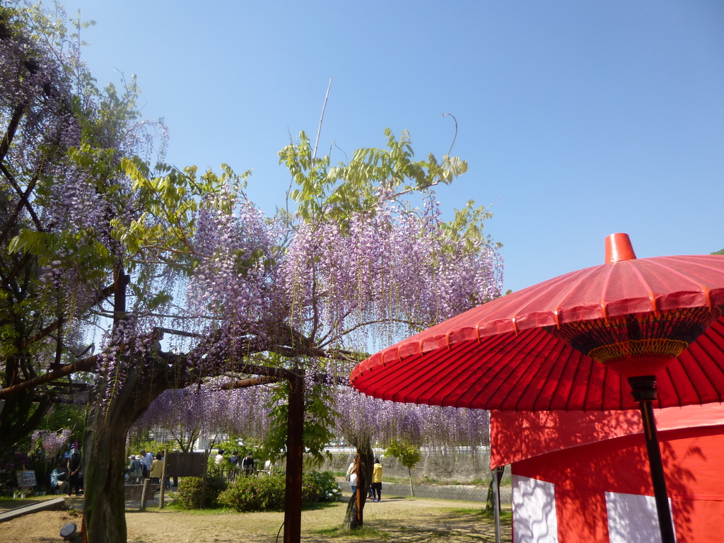 festivals in wake japan | how about a rest with local food and tea?