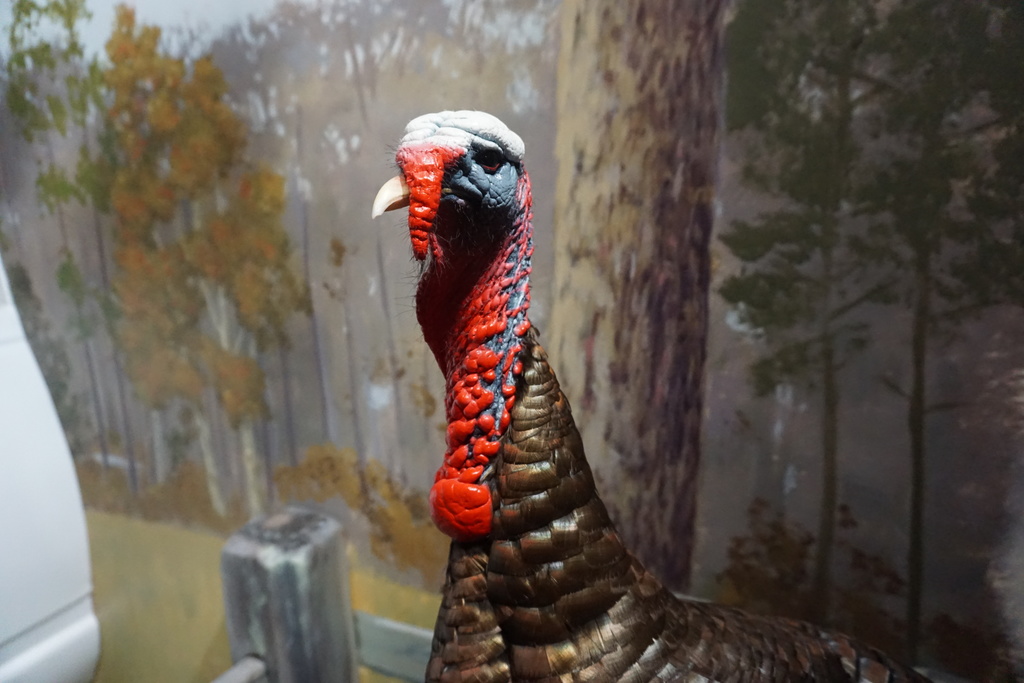 Wild Turkey Federation Museum