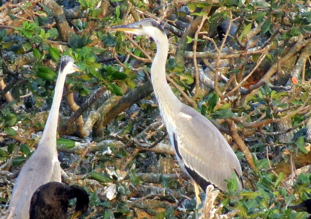 Vedanthangal Bird Sanctuary 07