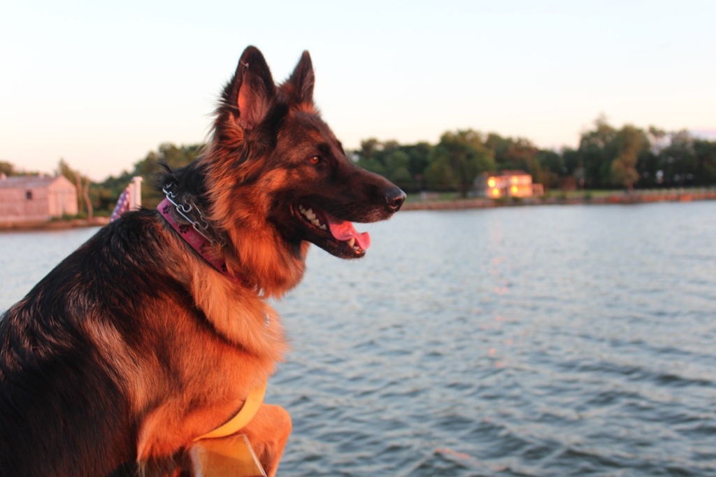 things to do in bel air | bring fido with you