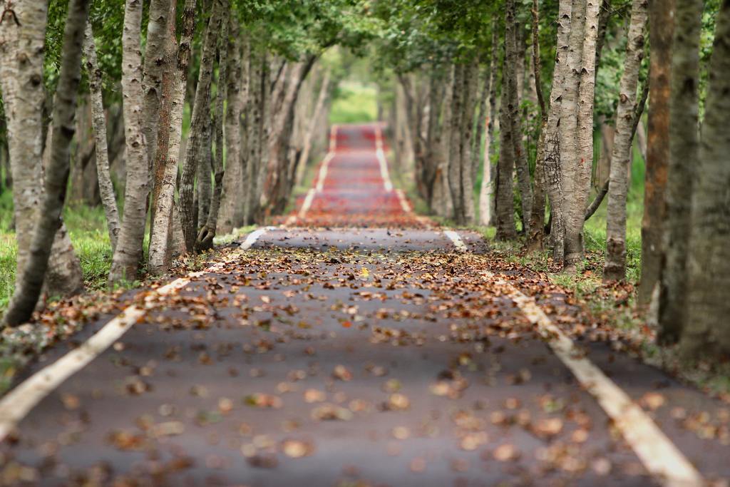 A forest trail inside the park