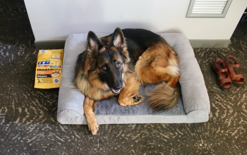 The author's dog in her Kimpton bed