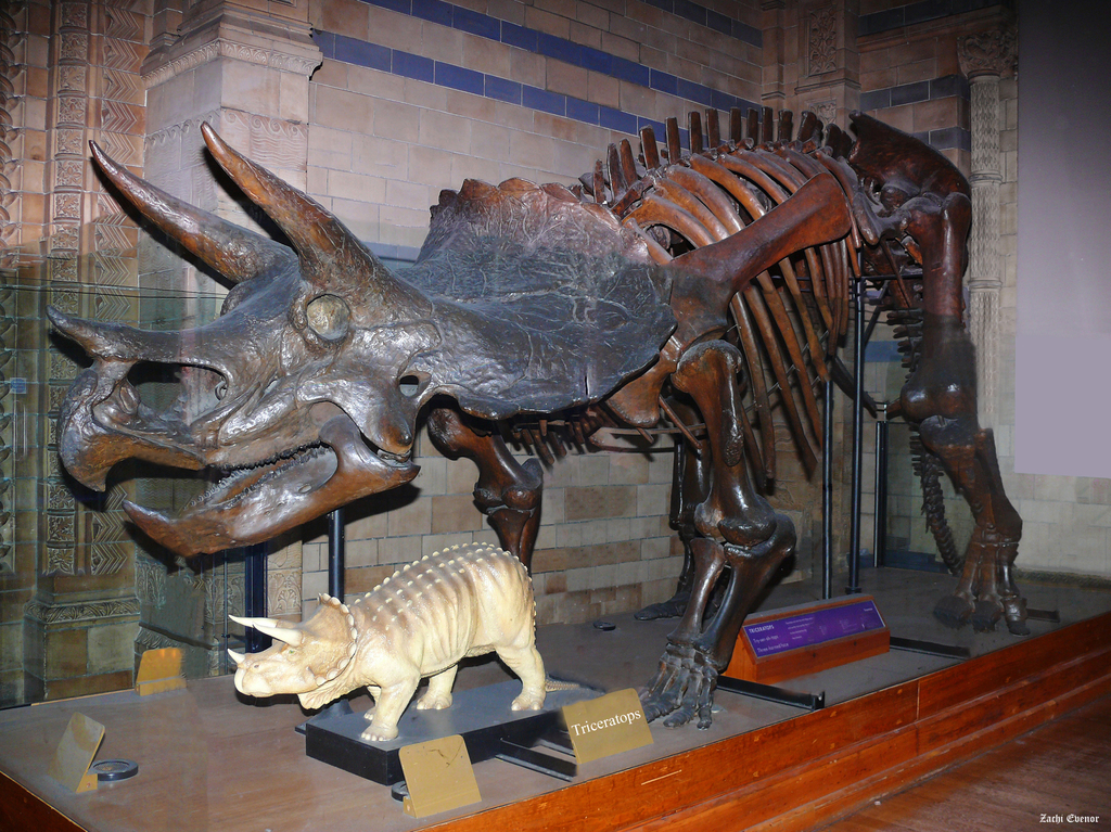 Triceratops-ZE002