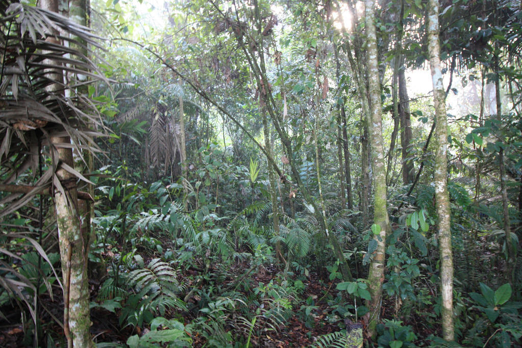 Amazon Rainforest