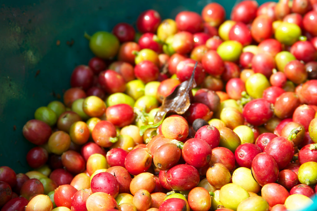 Colombia - Coffee Triangle 010 - coffee plantation tour