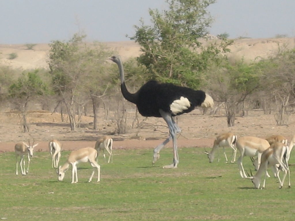 Sir Bani Yas -Sandgasell o strut