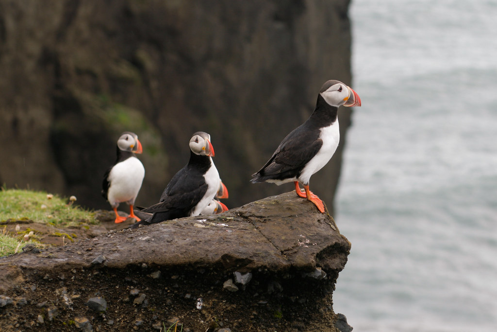 Dyrholaey Puffins