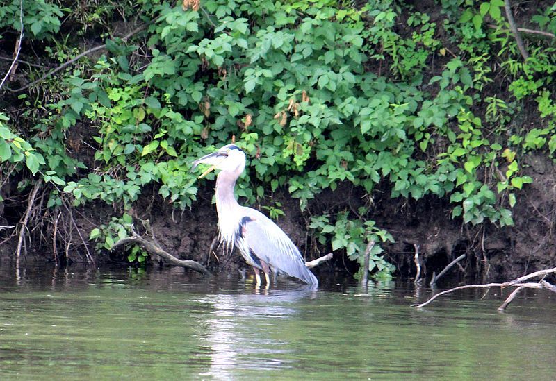 Heron Swallowing a Fish, North Hydro Park, Ypsilanti Township, Michigan - panoramio