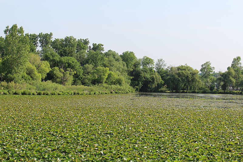 Lily Pads on Ford Lake, North Bay Park, Ypsilanti Township, Michigan