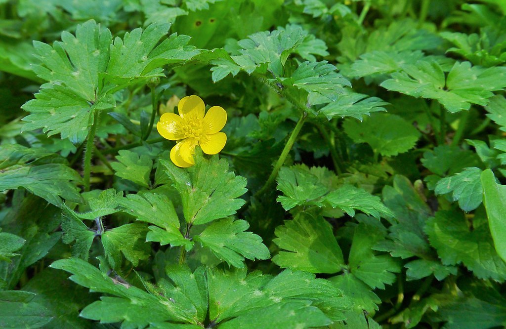 Ranunculus repens at Swauk Campground, Kittitas County Washington