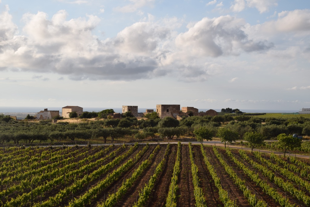 Marsala vineyards