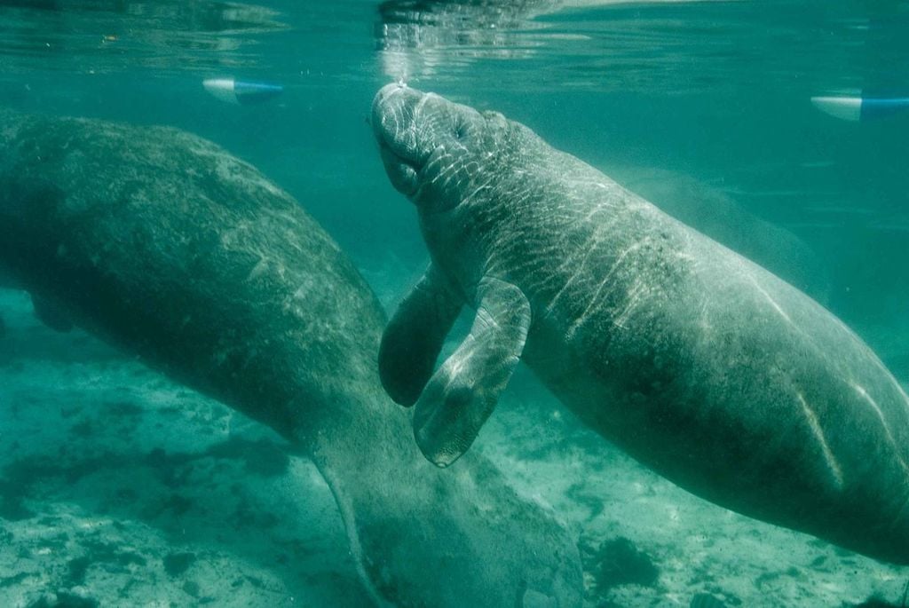 Manatees swimming